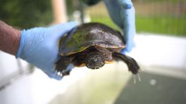 'Honderden' gedumpte schildpadden sterven langzame dood