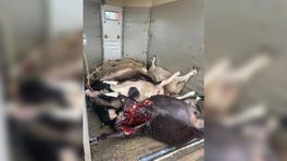 Hobbyboer vindt dode en aangevreten schapen in weiland: 'Ik stop ermee'