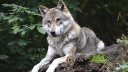 Nieuw wolvenplan laat op zich wachten