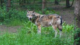 Duizenden euro's uitgeloofd voor gouden tip over dode wolf