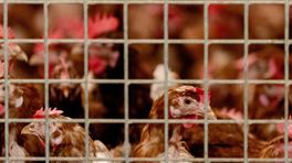 34.000 kippen geruimd, opnieuw vogelgriep op bedrijf