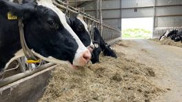Onderzoek baart Groningse boeren zorgen: toch meer stikstof uit emissiearme stal