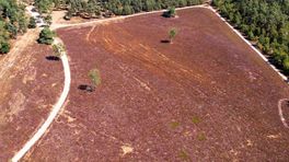Drone filmt paarse pracht: 'De heide ligt er aangeslagen bij'