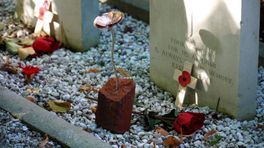 Poppy's gezet op Britse oorlogsgraven: 'De rillingen gaan door je lijf'