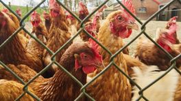 Vogelgriep blijft Lunteren teisteren: weer 50.000 kippen gedood
