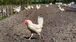 Provincie wil uitbreiding stallen naar maximaal 3,5 hectare om kippenboeren te helpen