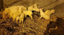Babyboom bij geitenhouderij in Veenoord: geitjesvijfling op de wereld gezet