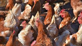 Al half miljoen kippen uit voorzorg geruimd
