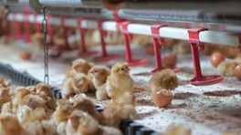 Dag broedmachine! Deze kuikens kruipen in de stal uit het ei