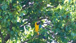 Papegaai weigert uit boom te komen