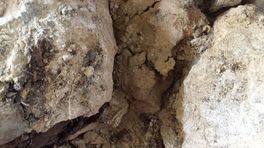 Nieuwe fossielen mosasaurus gevonden in Enci-groeve