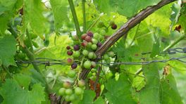 Goed wijnjaar door droog weer: 'Goede wijnboer heeft ook invloed'