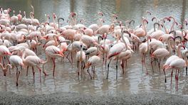Vierhonderd flamingo's strijken neer in Kerkrade