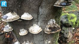 IVN Oost-Veluwezoom organiseert paddenstoelencursus voor beginners