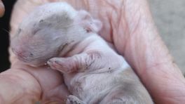 Pasgeboren puppy kort na vondst in tuin overleden