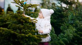 L1mburg Centraal: eerste kerstbomen al verkocht