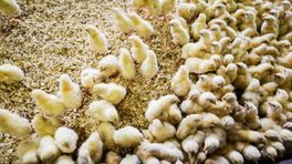 Vogelgriep vastgesteld bij pluimveebedrijf in Nieuw-Weerdinge