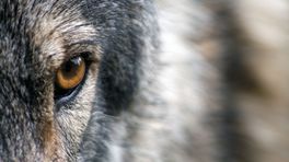 Europees Parlement debatteert en stemt over de wolf
