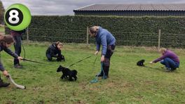 Blindengeleidehondenschool DCN in Kilder zoekt gastgezinnen voor pups