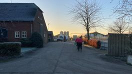 Drie pluimveebedrijven in Ysselsteyn geruimd om vogelgriep