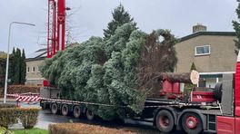 Kerstboom Grote Markt komt uit Haren: 'Ik wist meteen: dit moet 'm worden'