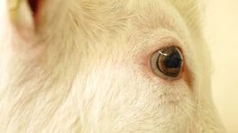 Omwonenden geitenstallen vrezen voor 'poldervariant' van geitenstop