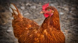 Pluimveehouders pleiten voor vaccinatie tegen vogelgriep