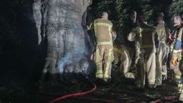 Brandweer blust brandende beuk op landgoed Paterswolde