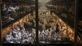Ophokplicht voor deel Gronings pluimvee opgeheven: 'Maar risico is nog niet geweken'