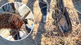 Vogel sterft door lijmstokje: 'Triest dat iemand dit doet'