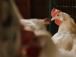 Vogelgriep in Barneveld zorgt ook in Utrecht voor vervoersverbod