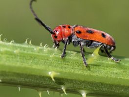Speciale camera's tellen insecten om teruggang in kaart te brengen