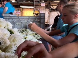 Leersummers leggen laatste hand aan praalwagens voor bloemencorso: 'Dit wordt nachtwerk'