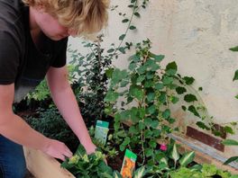 Hortensia eruit, maagdenpalm of slangenkruid erin: zo maak je je tuin hittebestendig