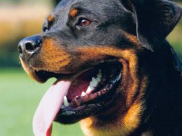 112-nieuws: Rottweiler bijt kindje in Poortugaal, hond afgemaakt | 16-jarige jongen neergestoken in Rotterdam-Oost