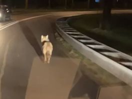 ‘Amersfoortse’ wolf doodgereden, maar kans is groot dat we meer wolven in de provincie gaan zien