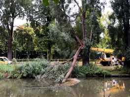 In Utrechtse parken breken steeds vaker takken af, waarschuwen boomkenners: 'Als je gekraak hoort, moet je wegwezen'