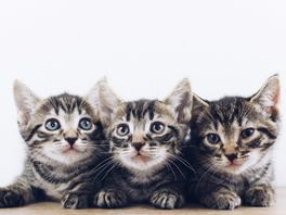 Laat deze maand gratis je kat chippen bij dierenarts: '77 procent wordt dankzij chip teruggevonden'