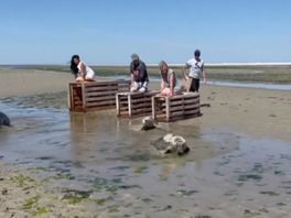 Verstrikte zeehond na herstel weer terug de zee in: 'Zo bijzonder om te zien'