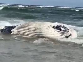 Zeven meter lange dode bultrug aangespoeld op het strand van Vlieland