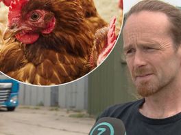 Pluimveehouder Léon aangeslagen nu zijn kippen geruimd worden: 'Ik kan me betere tijden voorstellen'