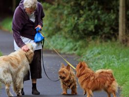 Oppasopa of -oma voor je huisdier: 'Laat eenzame ouderen je hond uitlaten'