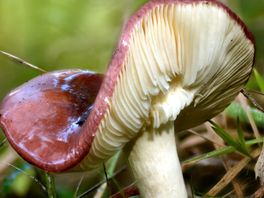 Paddenstoelenwalhalla in Zeist, maar pas op: 'Ook de dodelijkste paddenstoel ter wereld groeit hier'