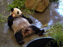 Chillen met een perenijsje: panda's in Rhenen krijgen nu veel koele snacks