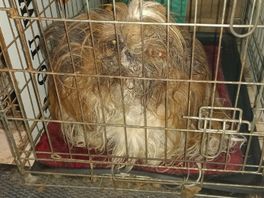 Opnieuw tientallen verwaarloosde honden bevrijd uit boerderij in Hardenberg