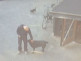 "Waakhonden" lopen kwispelend op inbrekers af in Denekamp