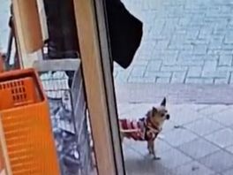 112-nieuws | Hondje gestolen voor winkel - Steekpartijen in Noordwijk en Pijnacker