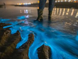 Zeevonk maakt felblauwe lichtshow van Zuid-Hollandse stranden