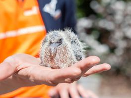 Mini-couveuses nodig voor kleine, zwakke vogeltjes: dierenambulance start crowdfunding