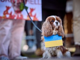 Dierenartsen hielpen al 300 Oekraïense huisdieren: 'Hond al overstuur als je de radio te hard zet'